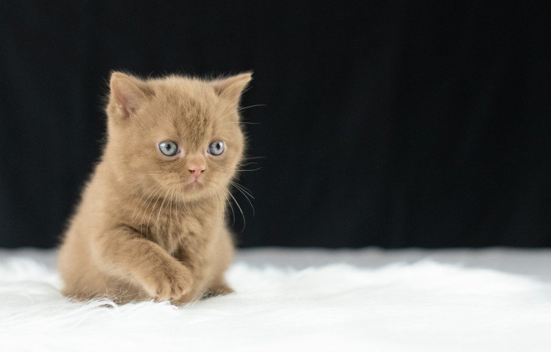 Windsor Du Domaine de Phyr Mâle British Shorthair