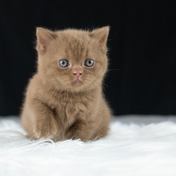 chaton British Shorthair cinnamon Windsor Chatterie Le Domaine de Phyr