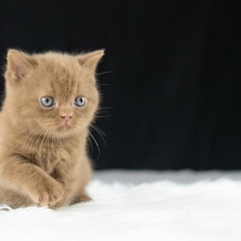 chaton British Shorthair cinnamon Windsor Chatterie Le Domaine de Phyr