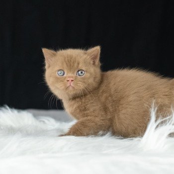 chaton British Shorthair cinnamon Windsor Chatterie Le Domaine de Phyr