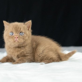 chaton British Shorthair cinnamon Windsor Chatterie Le Domaine de Phyr