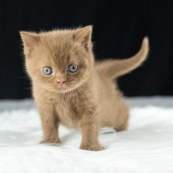 chaton British Shorthair cinnamon Windsor Chatterie Le Domaine de Phyr