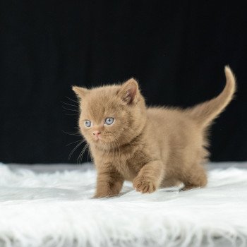 chaton British Shorthair cinnamon Windsor Chatterie Le Domaine de Phyr