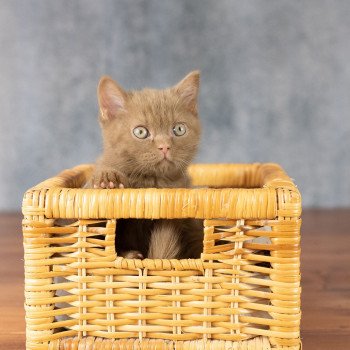 chaton British Shorthair cinnamon Windsor Chatterie Le Domaine de Phyr