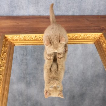 chaton British Shorthair cinnamon Windsor Chatterie Le Domaine de Phyr
