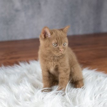 chaton British Shorthair cinnamon Windsor Chatterie Le Domaine de Phyr
