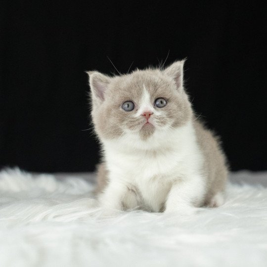 William Du Domaine de Phyr Mâle British Shorthair