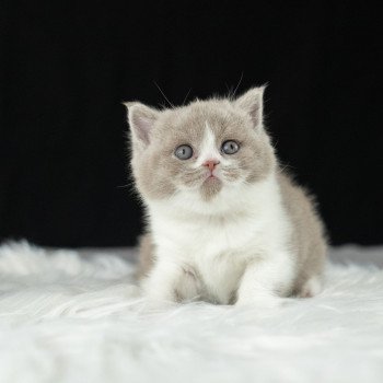 chaton British Shorthair lilac bicolor Chatterie Le Domaine de Phyr