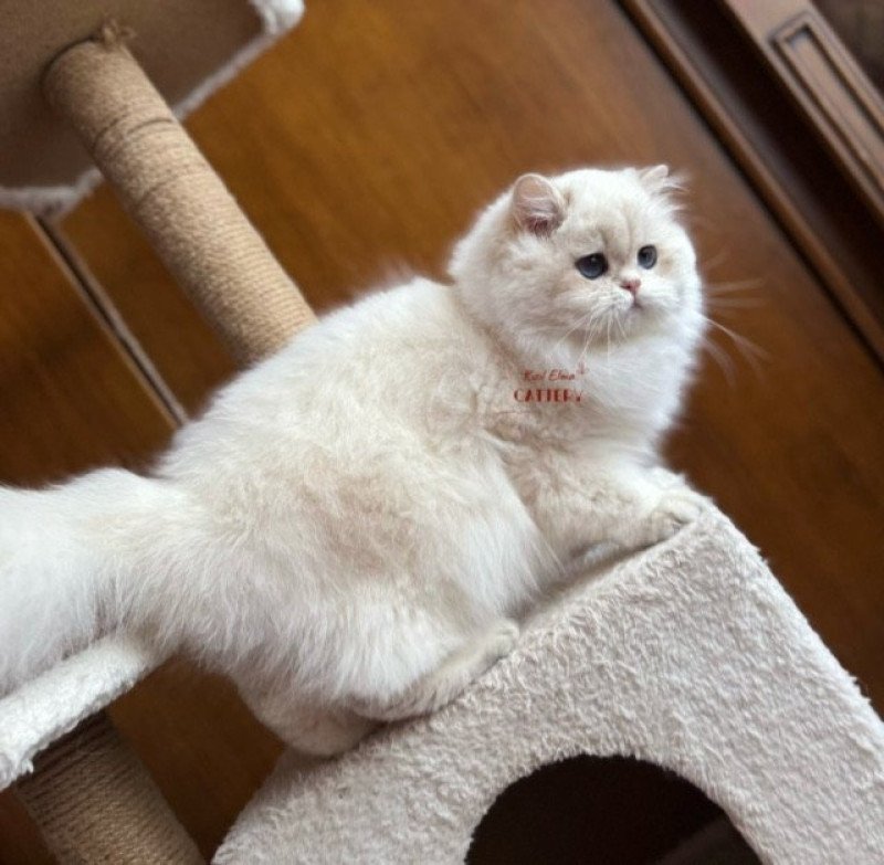 Hürrem Femelle British Longhair Hürrem Femelle British Longhair