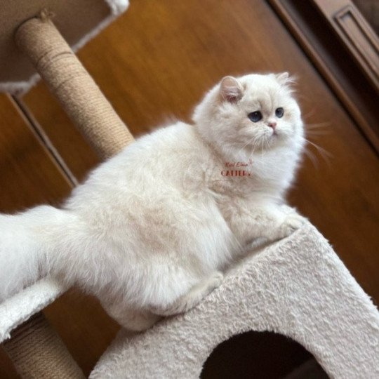 Hürrem Femelle British Longhair