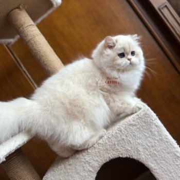 Hürrem Femelle British Longhair
