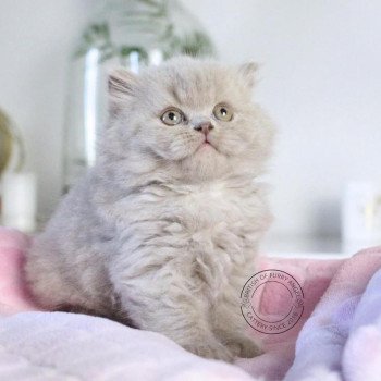 chat British Longhair lilac Winter Dream Chatterie Le Domaine de Phyr chat British Longhair lilac Winter Dream Chatterie Le Domaine de Phyr