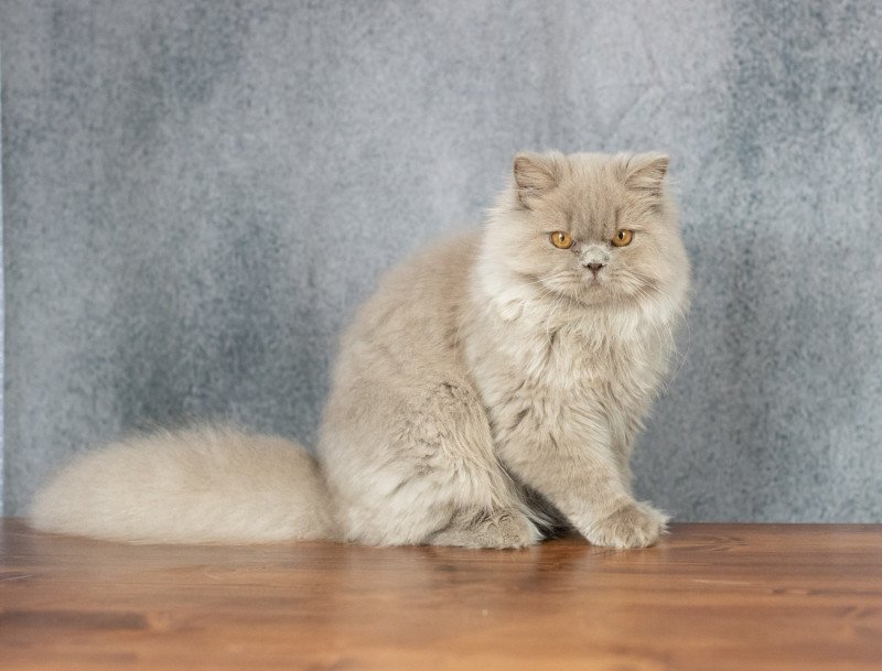 Winter Dream Mâle British Longhair Winter Dream Mâle British Longhair