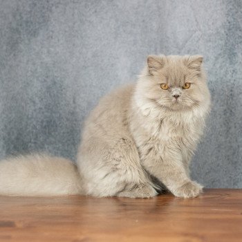 chat British Longhair lilac Winter Dream Chatterie Le Domaine de Phyr chat British Longhair lilac Winter Dream Chatterie Le Domaine de Phyr