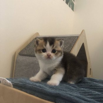 chaton British Shorthair black golden shaded bicolor Amour Chatterie Le Domaine de Phyr chaton British Shorthair black golden shaded bicolor Amour Chatterie Le Domaine de Phyr