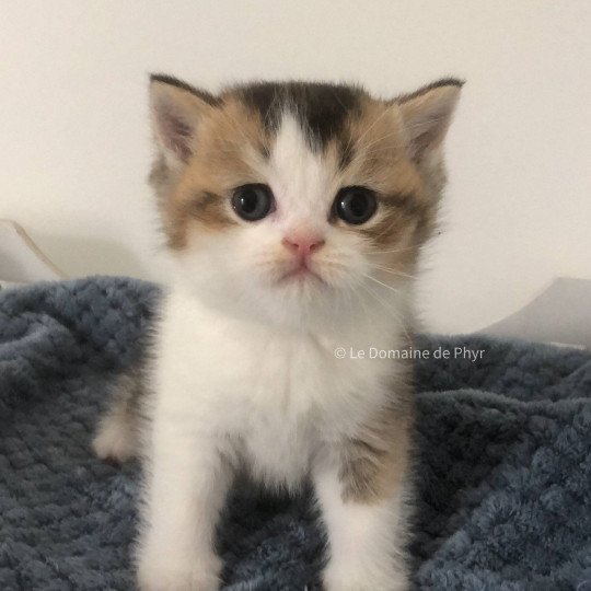 Amour Du Domaine de Phyr Mâle British Shorthair