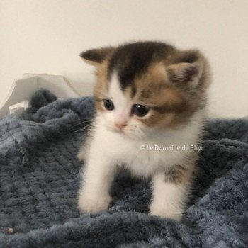 chaton British Shorthair black golden shaded bicolor Amour Chatterie Le Domaine de Phyr chaton British Shorthair black golden shaded bicolor Amour Chatterie Le Domaine de Phyr