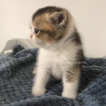 chaton British Shorthair black golden shaded bicolor Amour Chatterie Le Domaine de Phyr chaton British Shorthair black golden shaded bicolor Amour Chatterie Le Domaine de Phyr