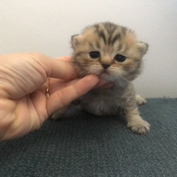 chaton British Shorthair black golden tabby Amy Chatterie Le Domaine de Phyr chaton British Shorthair black golden tabby Amy Chatterie Le Domaine de Phyr