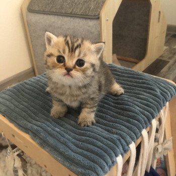 chaton British Shorthair black golden tabby Amy Chatterie Le Domaine de Phyr chaton British Shorthair black golden tabby Amy Chatterie Le Domaine de Phyr
