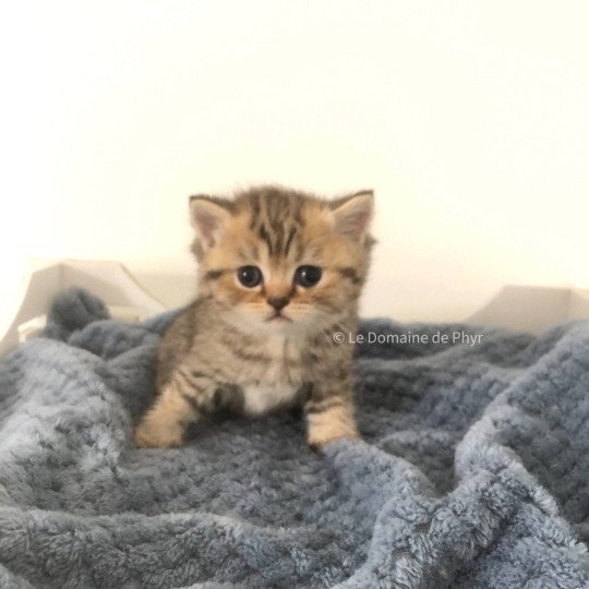 Amy Du Domaine de Phyr Femelle British Shorthair