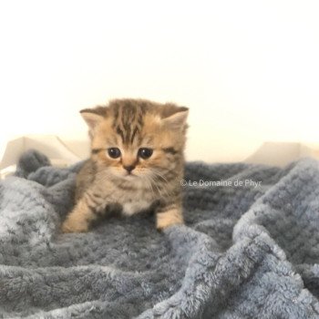 chaton British Shorthair black golden tabby Amy Chatterie Le Domaine de Phyr chaton British Shorthair black golden tabby Amy Chatterie Le Domaine de Phyr