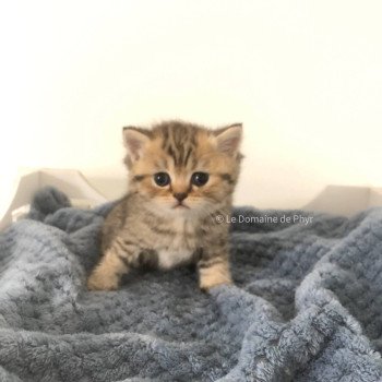 chaton British Shorthair black golden tabby Amy Chatterie Le Domaine de Phyr chaton British Shorthair black golden tabby Amy Chatterie Le Domaine de Phyr