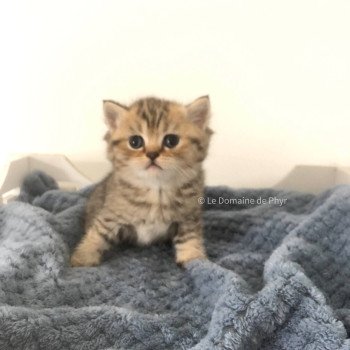 chaton British Shorthair black golden tabby Amy Chatterie Le Domaine de Phyr chaton British Shorthair black golden tabby Amy Chatterie Le Domaine de Phyr