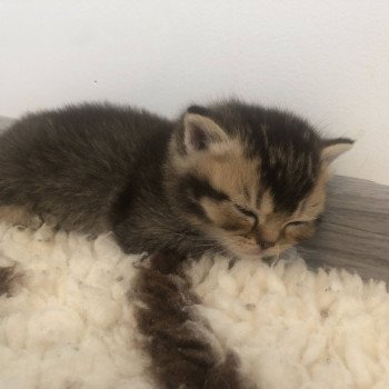 chaton British Shorthair black golden shaded Apollon Chatterie Le Domaine de Phyr chaton British Shorthair black golden shaded Apollon Chatterie Le Domaine de Phyr