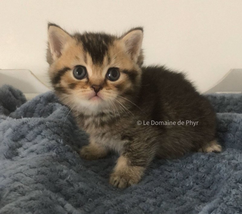 Apollon Du Domaine de Phyr Mâle British Shorthair