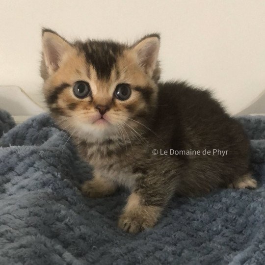 Apollon Du Domaine de Phyr Mâle British Shorthair