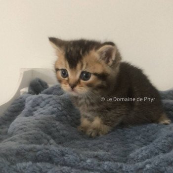 chaton British Shorthair black golden shaded Apollon Chatterie Le Domaine de Phyr chaton British Shorthair black golden shaded Apollon Chatterie Le Domaine de Phyr