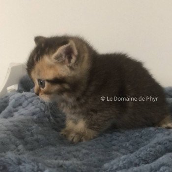 chaton British Shorthair black golden shaded Apollon Chatterie Le Domaine de Phyr chaton British Shorthair black golden shaded Apollon Chatterie Le Domaine de Phyr
