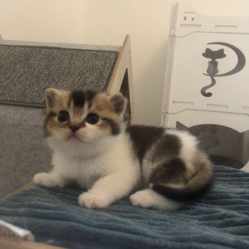 chaton British Shorthair black golden shaded bicolor Aquarel Chatterie Le Domaine de Phyr chaton British Shorthair black golden shaded bicolor Aquarel Chatterie Le Domaine de Phyr