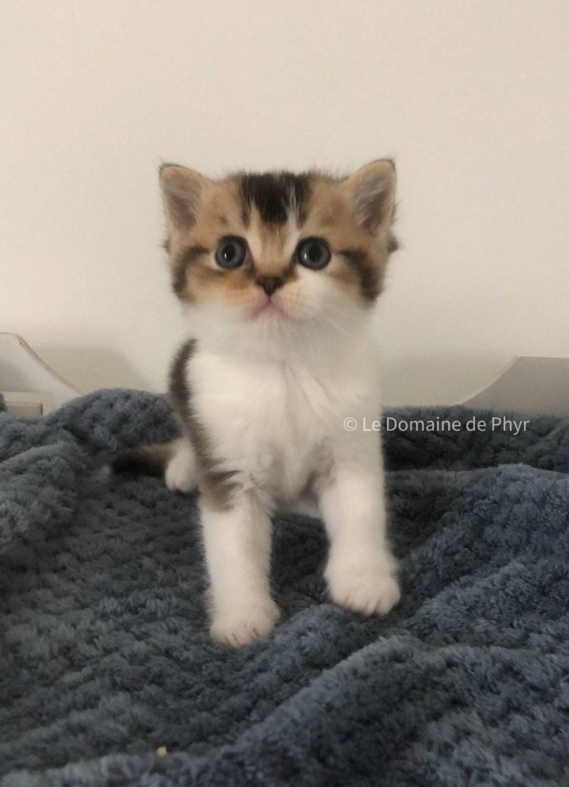 Aquarel Du Domaine de Phyr Mâle British Shorthair
