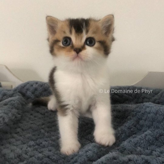 Aquarel Du Domaine de Phyr Mâle British Shorthair