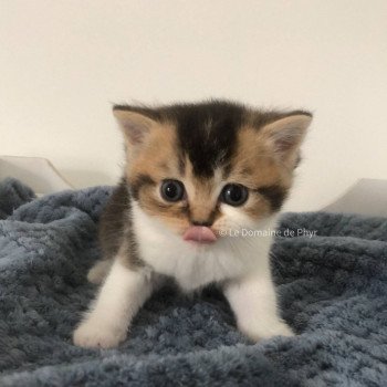 chaton British Shorthair black golden shaded bicolor Aquarel Chatterie Le Domaine de Phyr chaton British Shorthair black golden shaded bicolor Aquarel Chatterie Le Domaine de Phyr