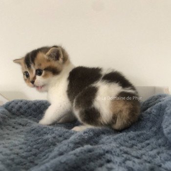 chaton British Shorthair black golden shaded bicolor Aquarel Chatterie Le Domaine de Phyr chaton British Shorthair black golden shaded bicolor Aquarel Chatterie Le Domaine de Phyr