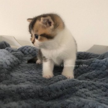 chaton British Shorthair black golden shaded bicolor Aquarel Chatterie Le Domaine de Phyr chaton British Shorthair black golden shaded bicolor Aquarel Chatterie Le Domaine de Phyr
