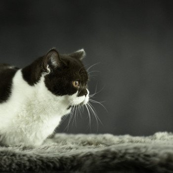 chat British Shorthair chocolate bicolor ARIA Chatterie Le Domaine de Phyr chat British Shorthair chocolate bicolor ARIA Chatterie Le Domaine de Phyr