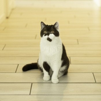 chat British Shorthair chocolate bicolor ARIA Chatterie Le Domaine de Phyr chat British Shorthair chocolate bicolor ARIA Chatterie Le Domaine de Phyr