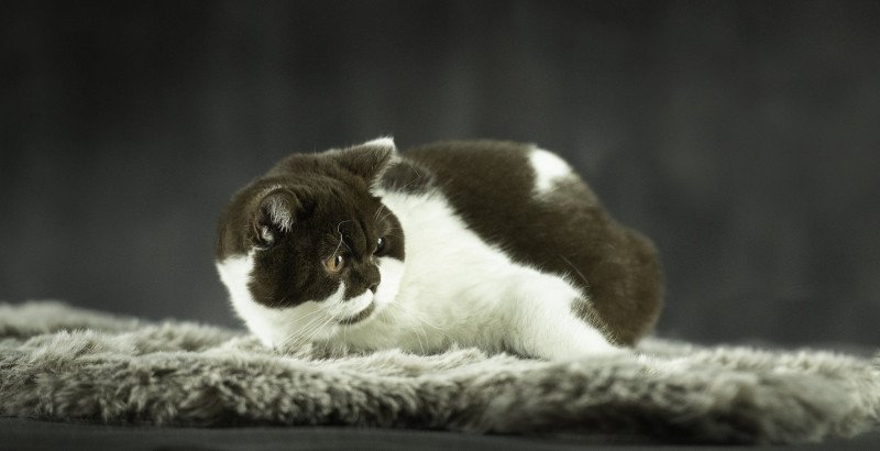 ARIA Femelle British Shorthair ARIA Femelle British Shorthair