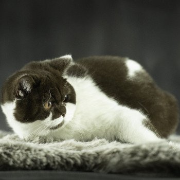 chat British Shorthair chocolate bicolor ARIA Chatterie Le Domaine de Phyr chat British Shorthair chocolate bicolor ARIA Chatterie Le Domaine de Phyr
