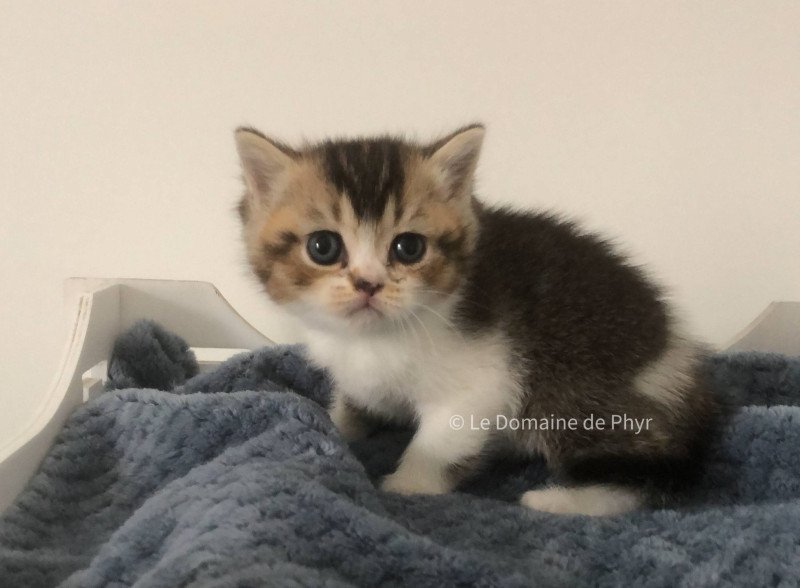 Azalée Du Domaine de Phyr Femelle British Shorthair