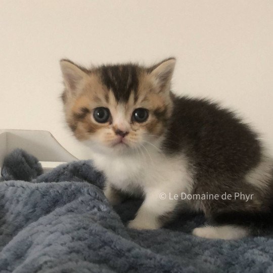 Azalée Du Domaine de Phyr Femelle British Shorthair
