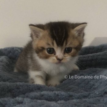 chaton British Shorthair black golden shaded bicolor Azalée Chatterie Le Domaine de Phyr chaton British Shorthair black golden shaded bicolor Azalée Chatterie Le Domaine de Phyr