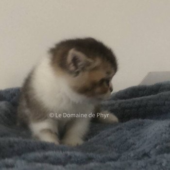 chaton British Shorthair black golden shaded bicolor Azalée Chatterie Le Domaine de Phyr chaton British Shorthair black golden shaded bicolor Azalée Chatterie Le Domaine de Phyr