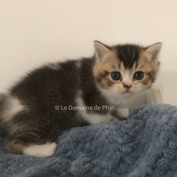 chaton British Shorthair black golden shaded bicolor Azalée Chatterie Le Domaine de Phyr chaton British Shorthair black golden shaded bicolor Azalée Chatterie Le Domaine de Phyr