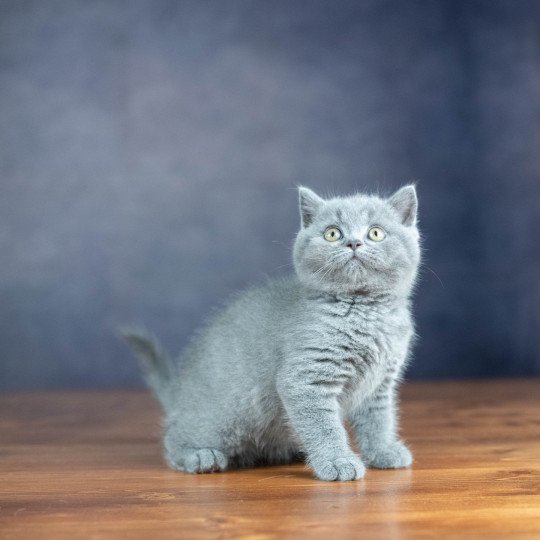 ZANDER HIGHMORE Du Domaine de Phyr Mâle British Shorthair