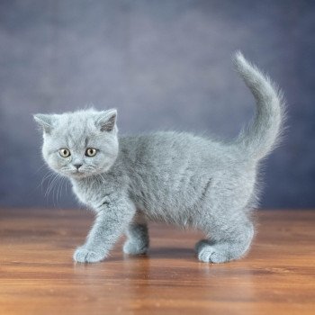 chaton British Shorthair blue ZANDER HIGHMORE Chatterie Le Domaine de Phyr chaton British Shorthair blue ZANDER HIGHMORE Chatterie Le Domaine de Phyr